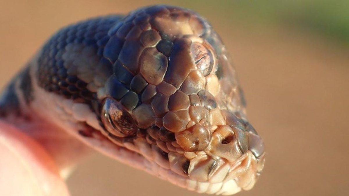 temuan ular bermata tiga di australia