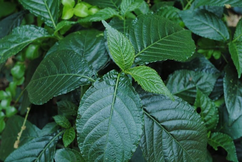 Beberapa manfaat daun beling untuk kesehatan